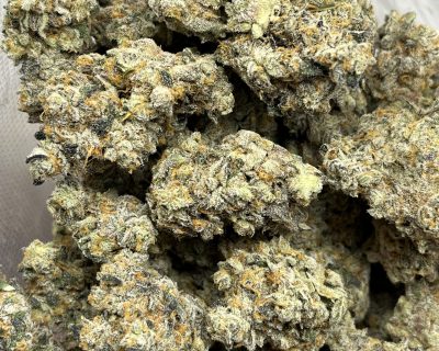 BISCOTTI GAS (EXOTIC QUAD DEAL) - Image 2